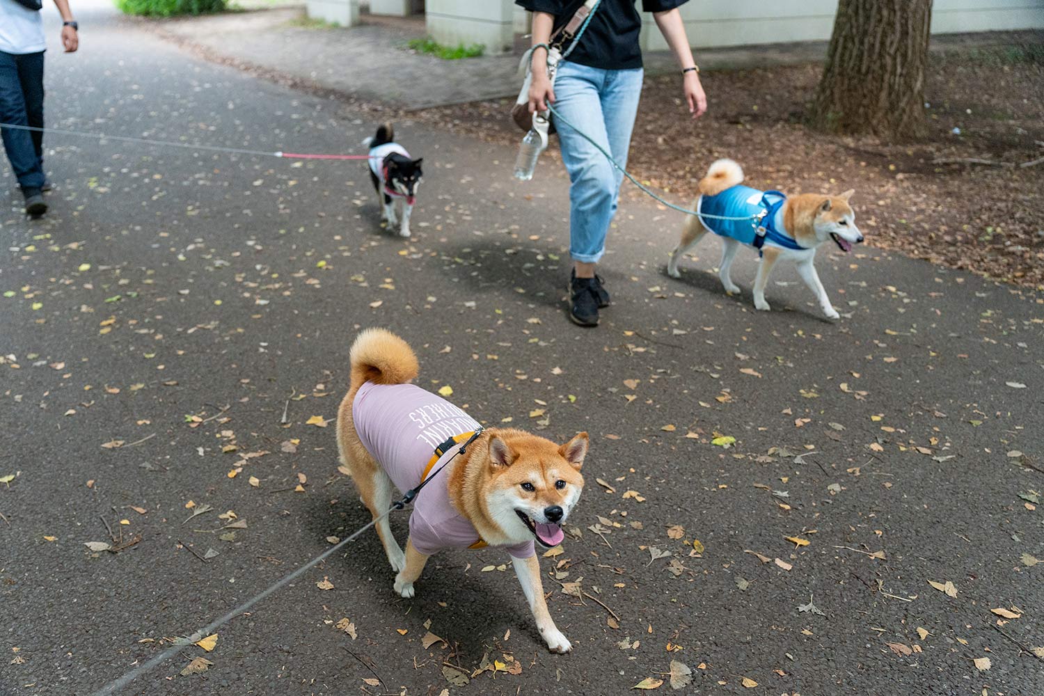 Park and walking route in Kansai suitable for dog walking